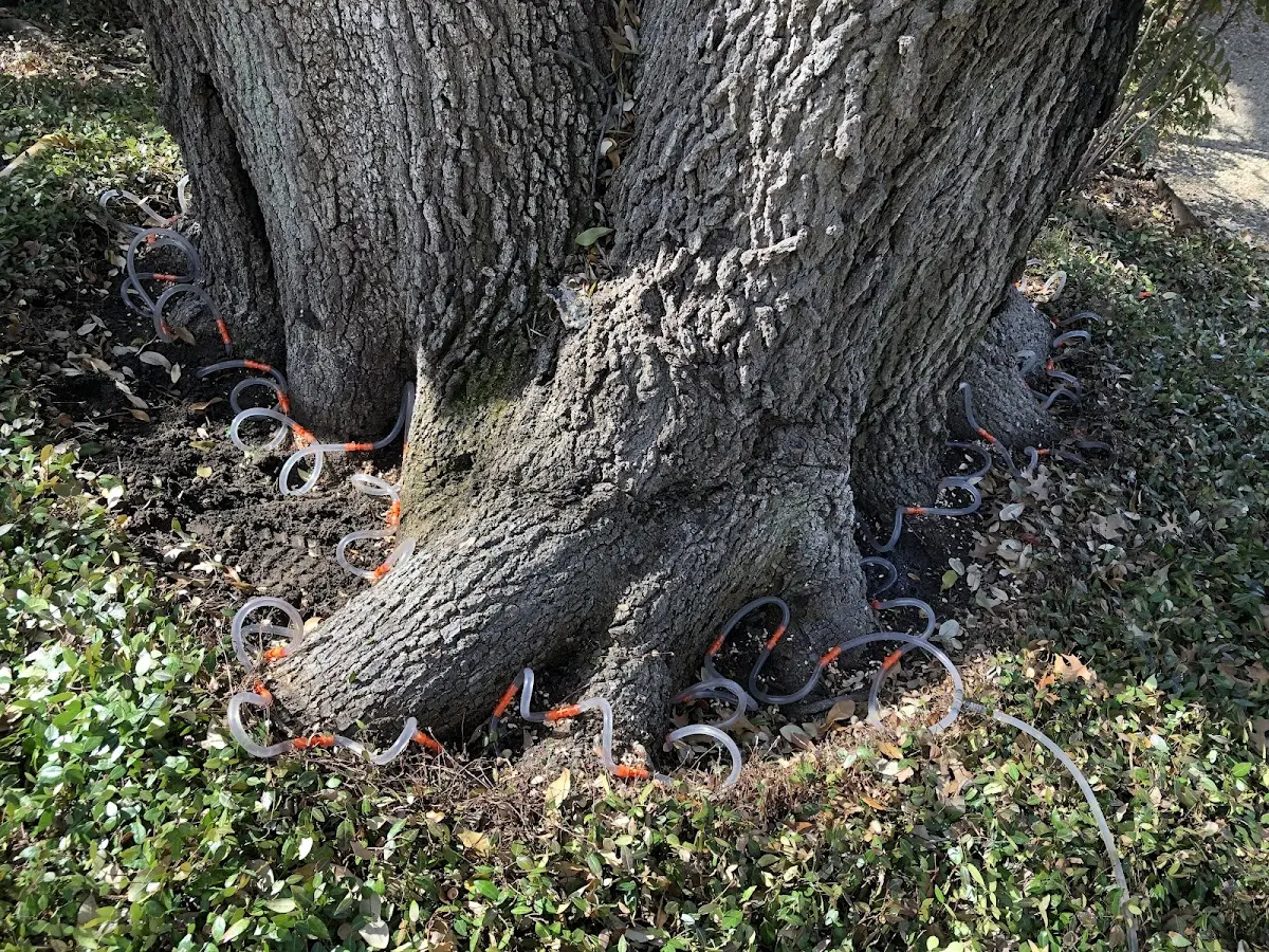 Detailed Tree Cabling and Bracing job site in Blair