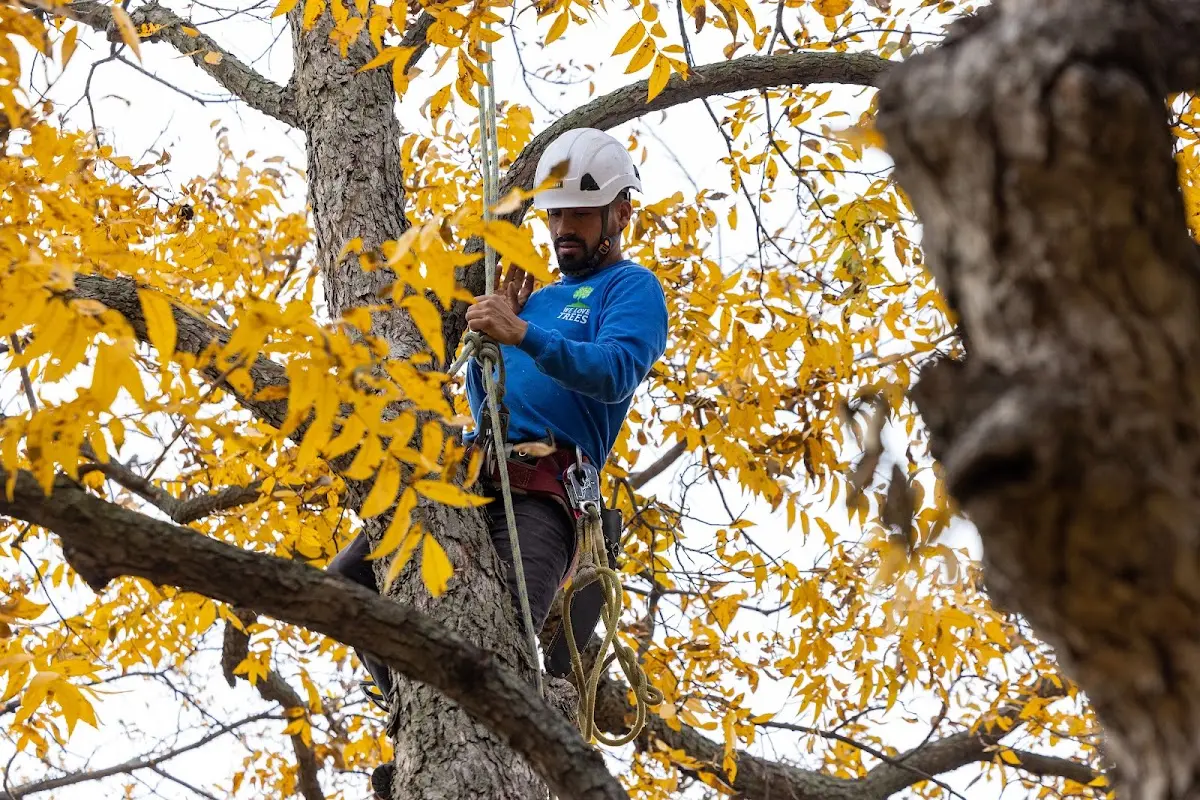 Skilled Tree Transplanting crew working in Blair