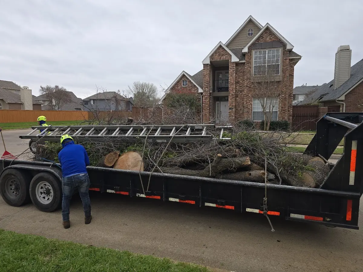 Expert Tree Removal with proper safety equipment in Blair
